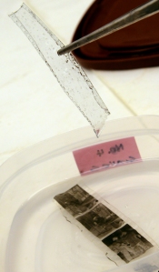 The acetate base successfully removed from the gelatin image layer.